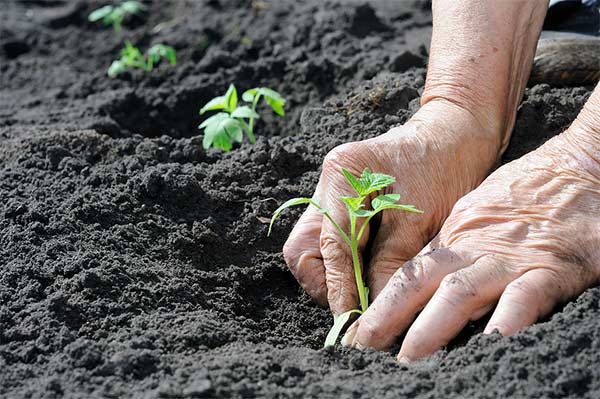 graphic-blog-plantout1 Planting at the right time in zone 6b