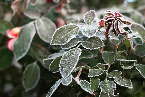 Know your frost dates in zone 6b