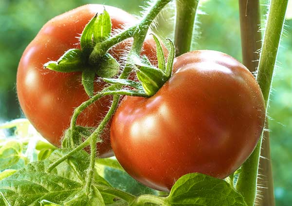 growing tomatoes in home 6b