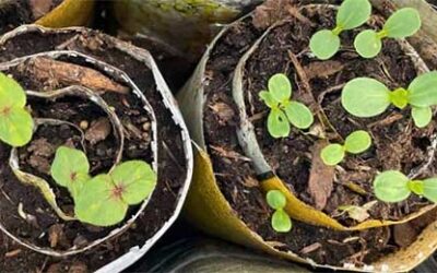 Seed Snails: The Space-Saving, Budget-Friendly Way to Start Seeds(Yes, they look silly. Yes, they work.)