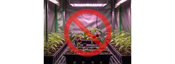 A bit too early to plant tomatoes in zone 6b