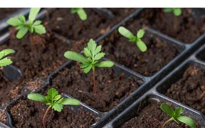 The Mid-Winter Garden Kickoff: What You Should Be Starting TODAY for a Great SpringZone 6b’s guide to giving your garden a head start while winter is still pretending it owns the place.