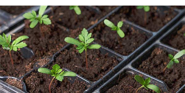 graphic-blog-startnow2a Start growing inside now in zone 6b