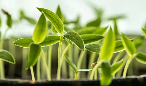 Time to start herbs inside in zone 6b