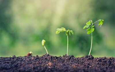 Starting Seeds Like a Pro (Even in Winter!)Your Laugh-While-You-Learn Guide to Indoor Seed Starting, From Onion Babies to Broccoli Boss-Level