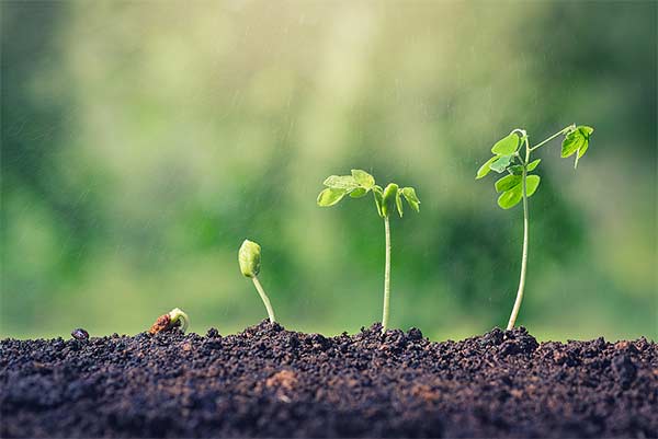 growing seedlings in zone 6b