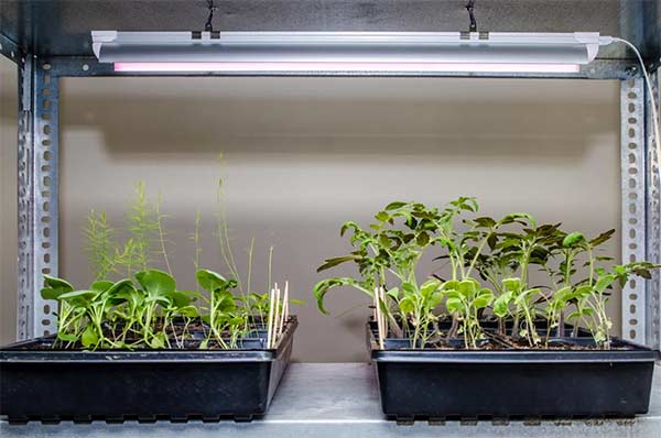 grow lights for seedlings in zone 6b
