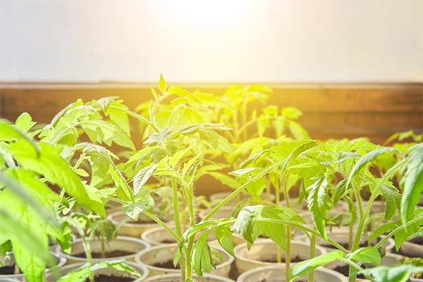 growing in zone 6b in a sunny window