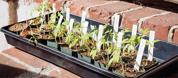 hardening off your seedlings in zone 6b