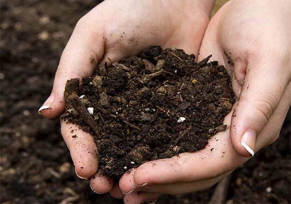 build healthy soil
