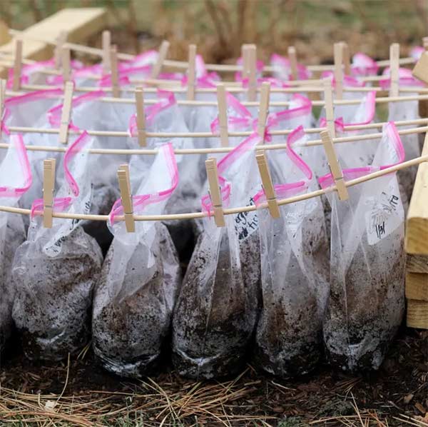 winter sowing in ziplock bags