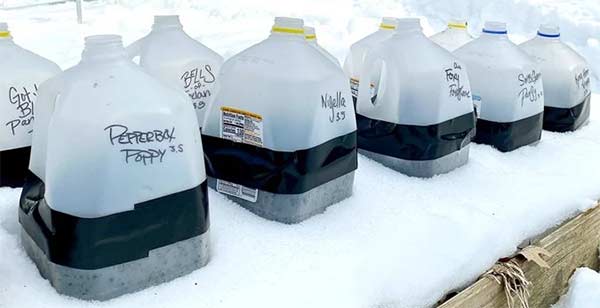 Milk jug winter sowing