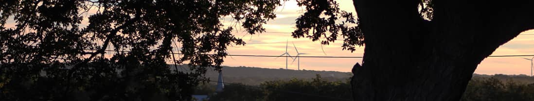 Shadows of trees at sunset