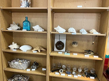 Bookcase displaying shells