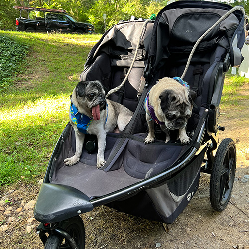Two pugs in a stroller