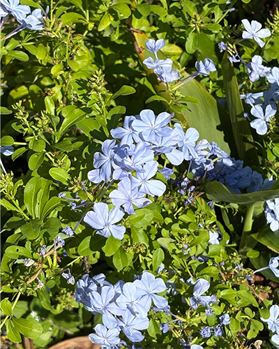 purple flowers on a bush