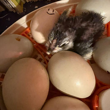 Baby chicken walking around other chicken eggs
