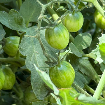 Green tomatoes growing on a vine Green tomatoes growing on a vine