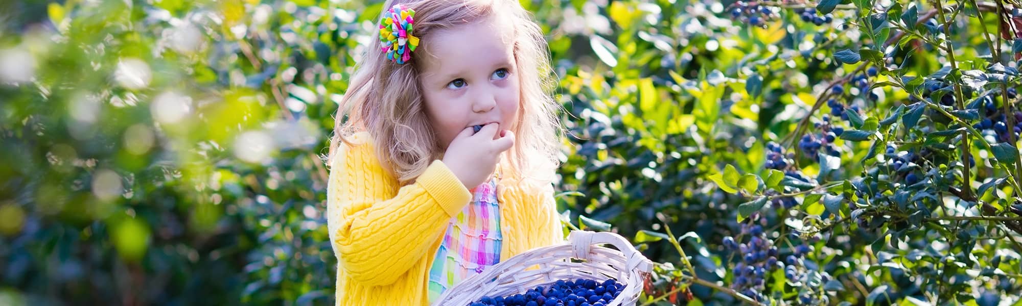 girl eating blueberries from a basket after harvesting
