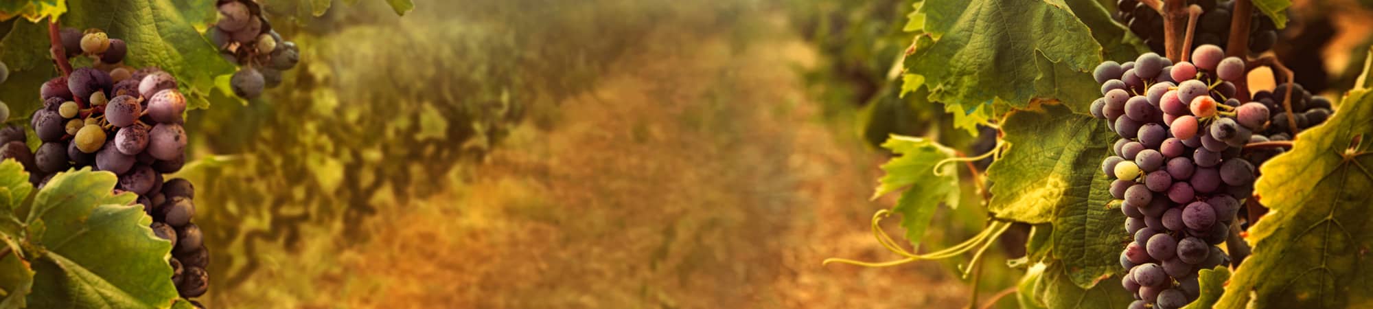 A path through a grape orchard