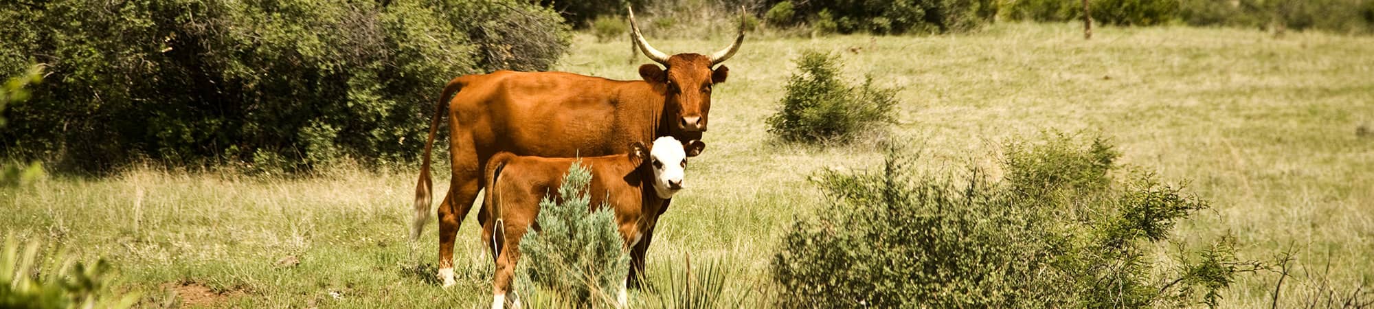 A field with the sun peaking over a hill in the background