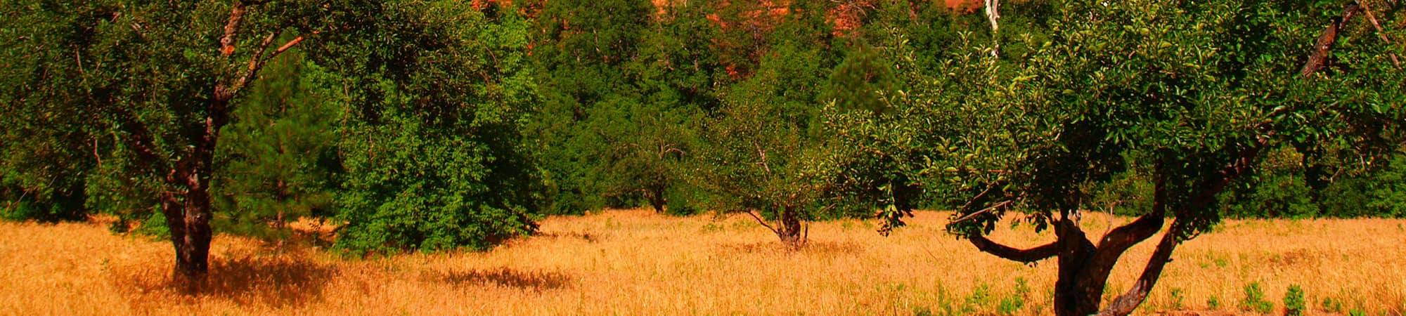 pumpkins on grass with sun rays shining on them