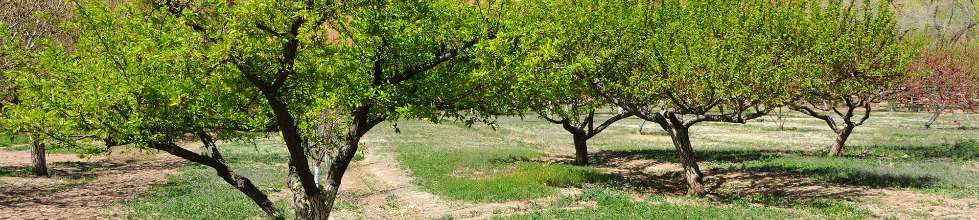 A field of sunflowers