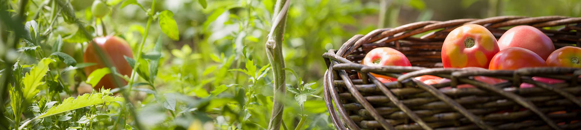 A basket of tomatoes in a tomato field