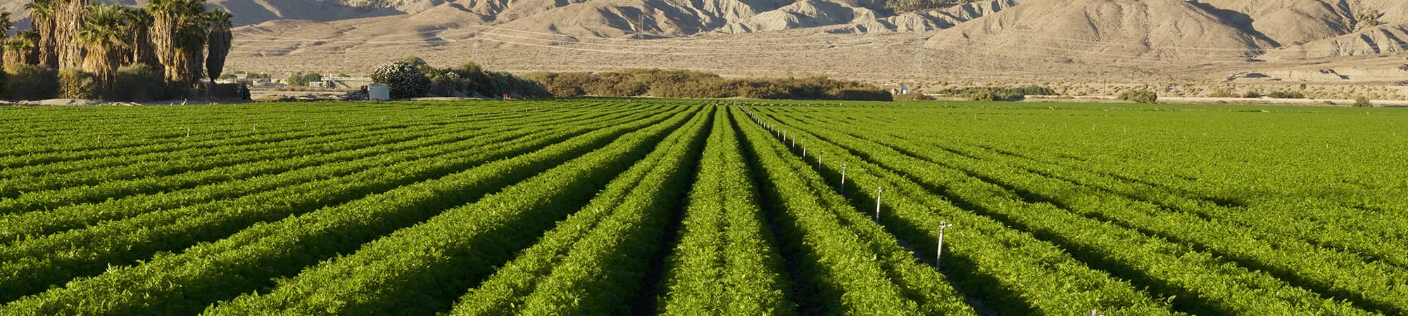 row of trees in a field