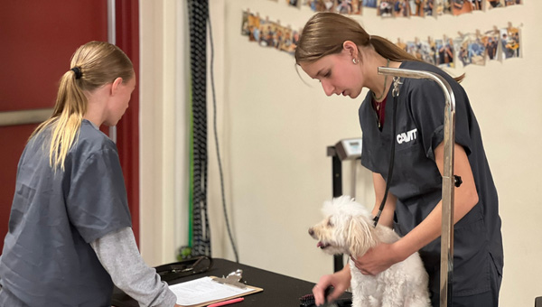 students examining a dog